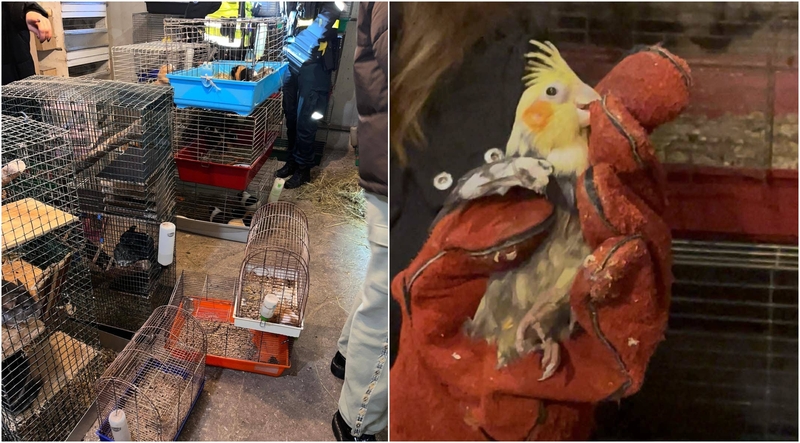 Sąlygos: vienoje patalpoje buvo laikomi keli šimtai gyvūnų, papūgėlės sugrūstos ankštuose narvuoe, kai kurios – be plunksnų, nuplikusios.