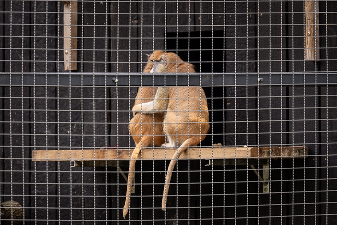 Lietuvos zoologijos sode pristatyti patai