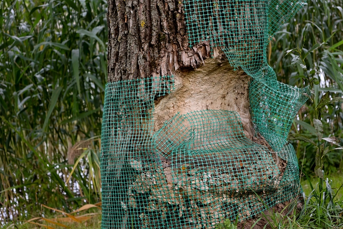 Rūpesčiai: Malūno parke netrūksta problemų – bebrai toliau graužia medžių kamienus, o klaipėdiečiai baiminasi dėl pastebimai krypstančio tilto.