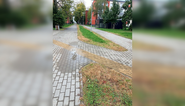 Sprendimas: kad žolė neaugtų ant takų, buvo užpurkštas specialus tirpalas.