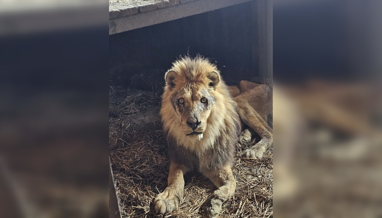 Klaipėdos zoologijos sodas