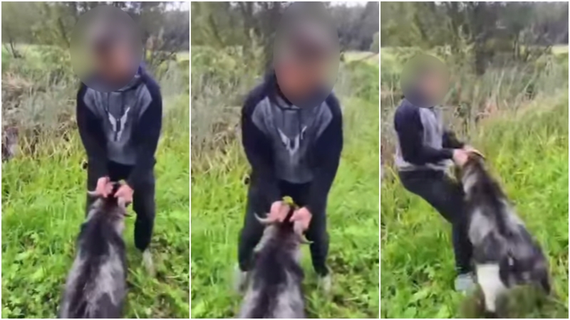 Vaizdo įraše – šokiruojantis žiaurumas: ožį sviedė į pelkę