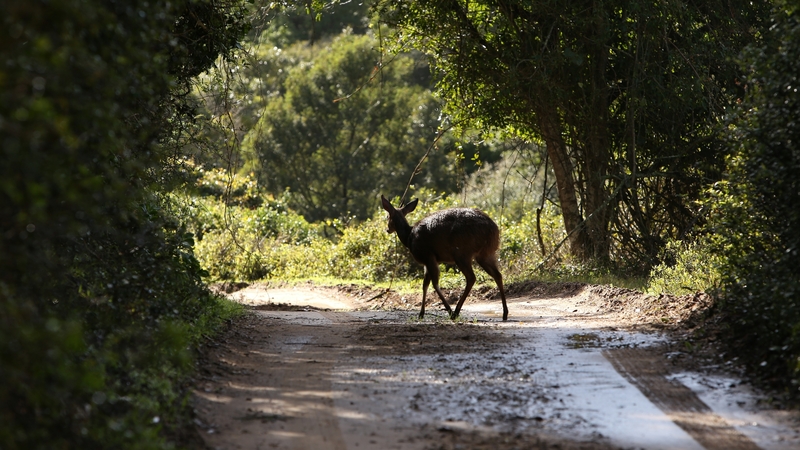 Policininko vairuojamas automobilis susidūrė su stirna