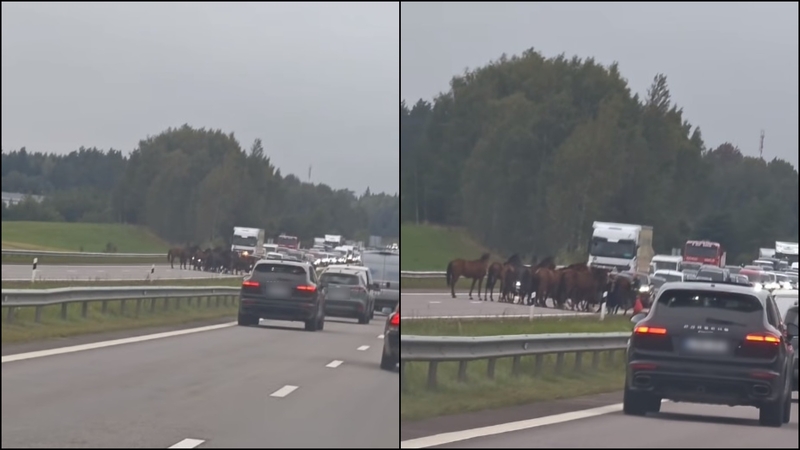 Magistralėje – neeilinis įvykis: policininkai nuo kelio vijo žirgų bandą