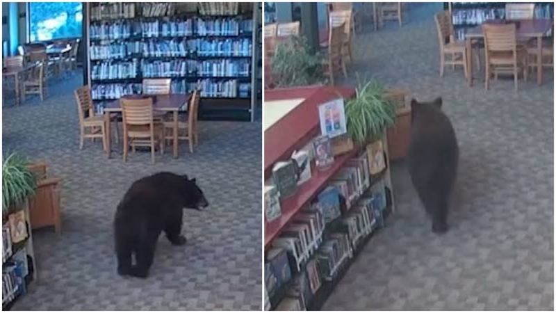 Į biblioteką įsliūkinęs lokys prisikimšo pilvą skanėstų