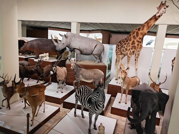 Spalis – Senjorų mėnuo Kauno Tado Ivanausko zoologijos muziejuje