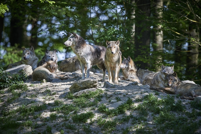 Savybė: ieškodami grobio vilkai gali būti stebėtinai išradingi.