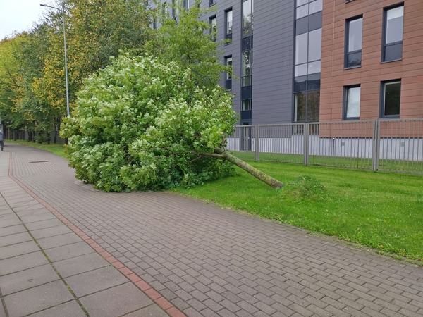 Padariniai: Klaipėdos Kauno gatvėje taip pat buvo nuvirtęs medis.