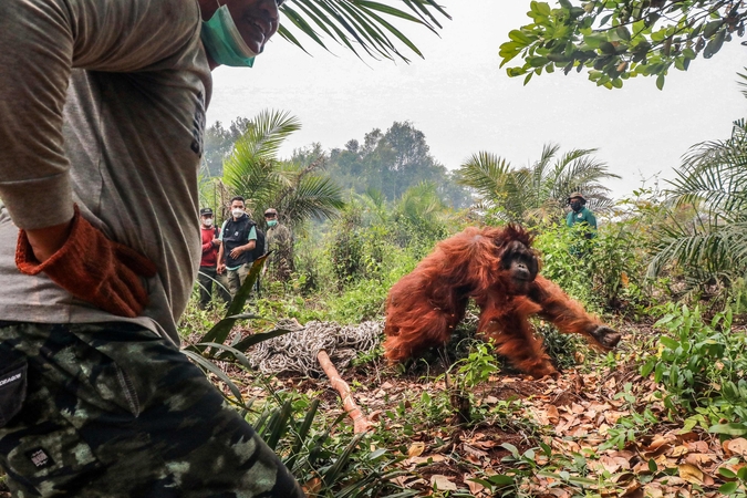 Siekis: Indonezijoje dedamos didelės pastangos nuo siautėjančių liepsnų apsaugoti laukinės gamtos gyventojus, tarp jų ir orangutanus.