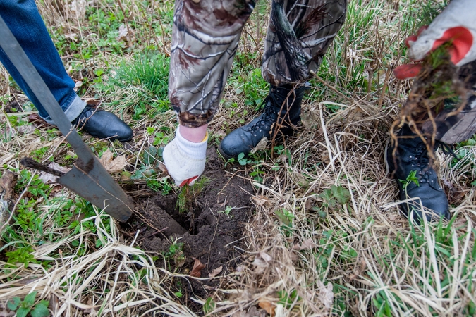 Iniciatyva: spalio 24 dieną Žardininkų parke vyks miesto žalinimo talka – klaipėdiečiai kviečiami prisidėti prie medžių sodinimo ir sukurti aplinką, kuri žaliuos dar ilgus metus.
