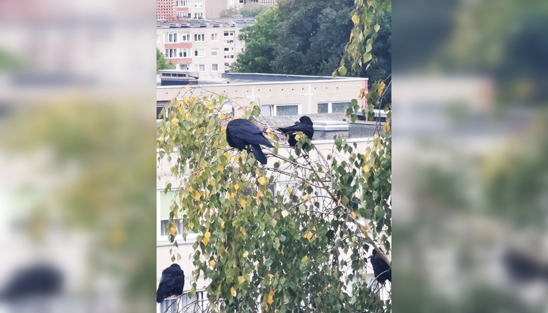Erzina: prie daugiabučių augančiuose medžiuose varnos nuolat renkasi būriais, o jų keliamas triukšmas gyventojus veda iš kantrybės.