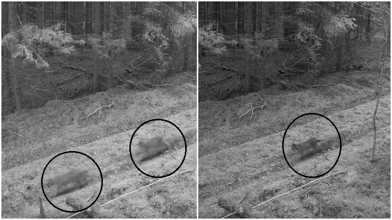 „Užfiksavome pirmą kartą“: vaizdo įraše – reti gyvūnai