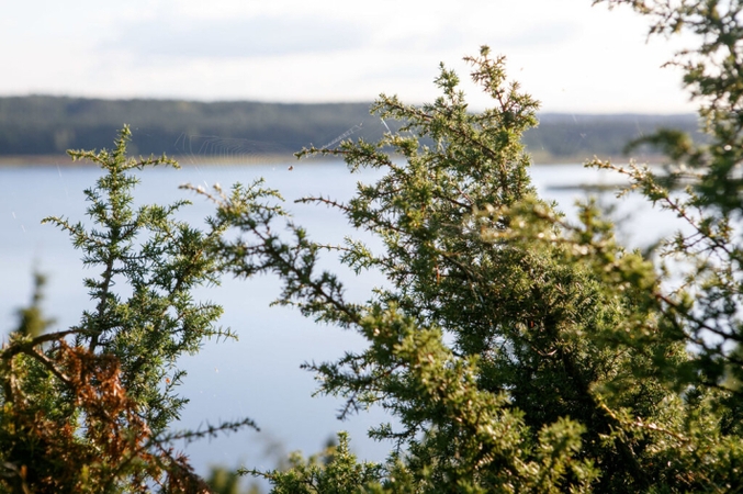 Rengiamas planas, kaip pagerinti vieno didžiausių šalyje Margupio kadagyno būklę