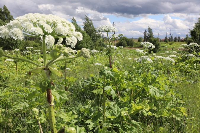 Invazinėms rūšims naikinti skirs 1,33 mln. eurų