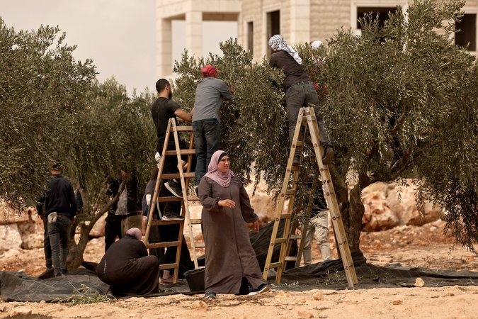 Izraelio naujakuriai užpuolė palestiniečius per alyvuogių derliaus nuėmimą, sužalojo JAV žurnalistę