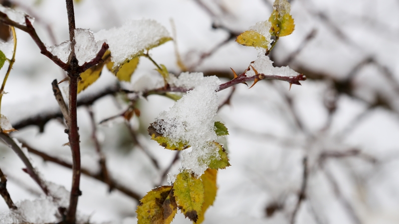 Meteorologai prabilo apie pirmąjį sniegą: kada galime tikėtis?