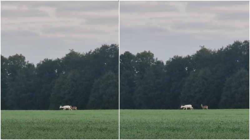 Regioninis parkas prakalbo apie stebuklą: ar galite patikėti tuo, ką matote?