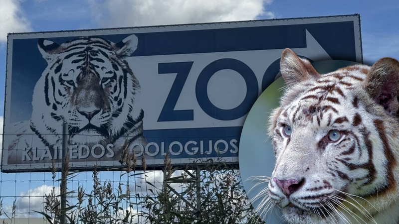 Zoologijos sode nušauta tigrė: žada kreiptis į teisėsaugą, jeigu gyvūnas po tyrimų netiks iškamšai