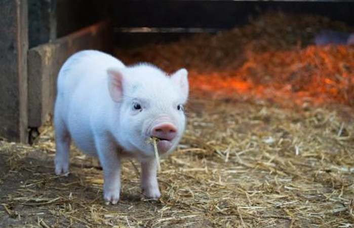 Vyriausiųjų veterinarijos pareigūnų posėdyje dėmesys gyvūnų gerovei
