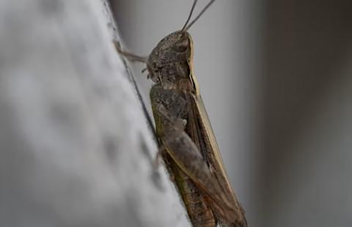 Dar vienas gamintojas gali tiekti vabzdžių miltus į ES