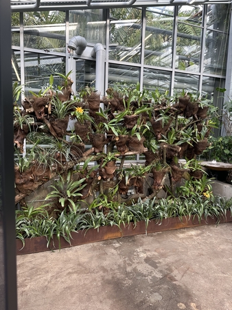 VDU Botanikos sode – drugiai iš viso pasaulio