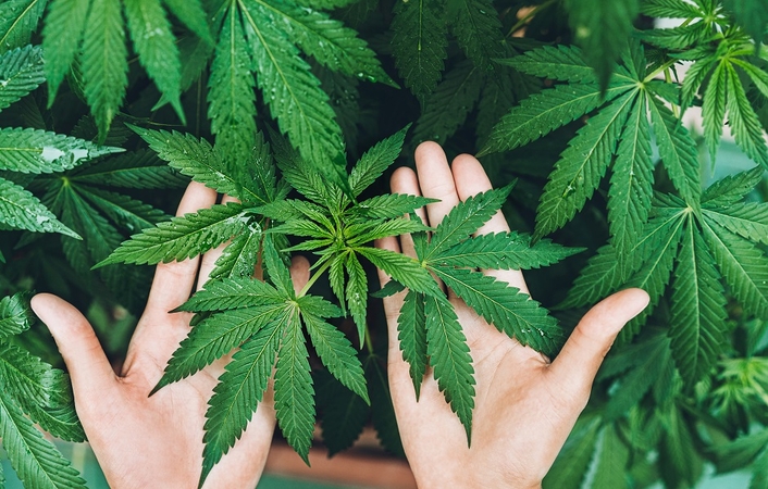 Į teisiamųjų suolą sės garaže kanapes auginęs vyras