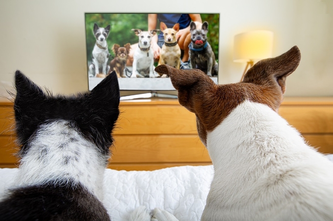 Veterinarijos specialistai išsiaiškino, kokie vaizdo įrašai labiausiai patinka šunims