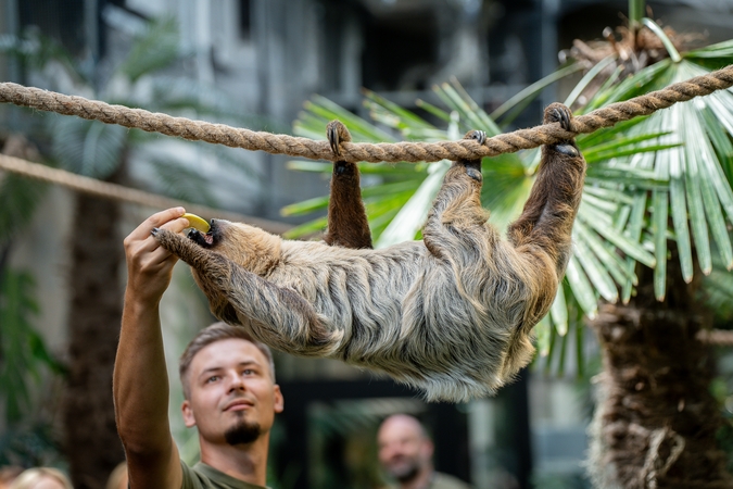 Lietuvos zoologijos sode – naujokas tinginys