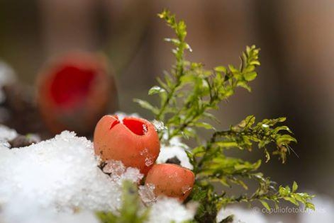 Orai: šiluma į Lietuvą neskuba