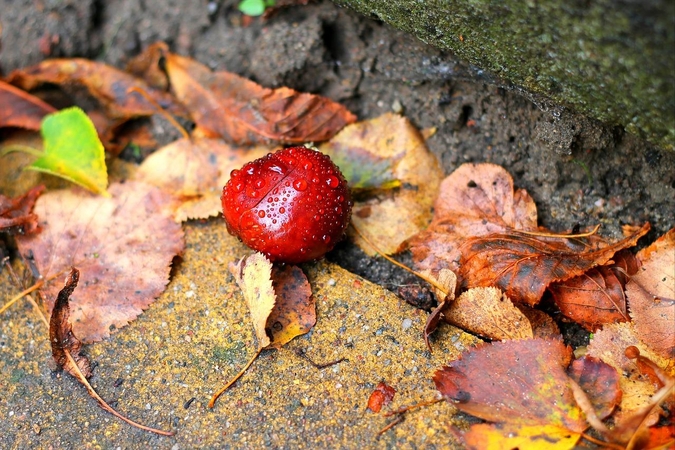 Orai: permainos jau pakeliui – savaitgalį ruduo subjurs