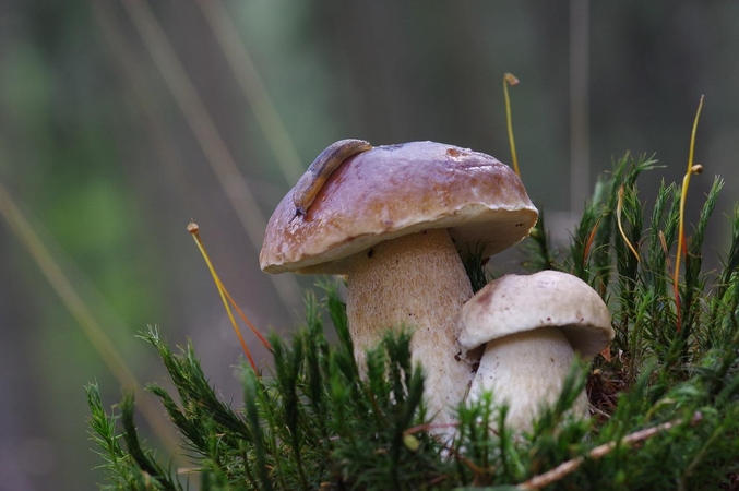 Orai: šilumą sklaidys grybų lietus