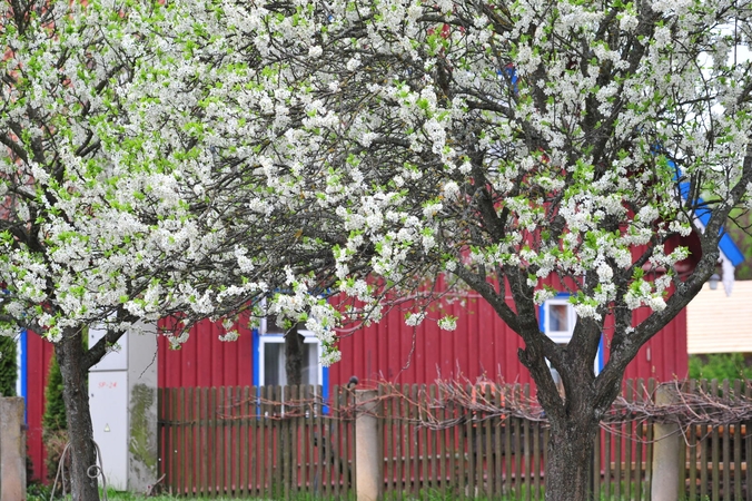 Orų prognozė: yra gerų ir blogų naujienų
