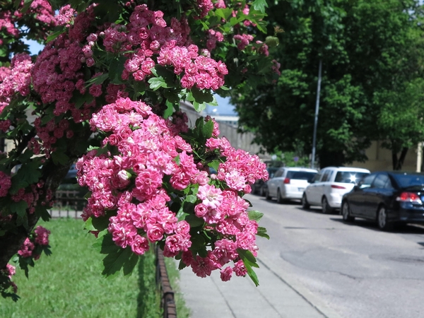 Sinoptikai: temperatūra kiekvieną dieną po truputį kils