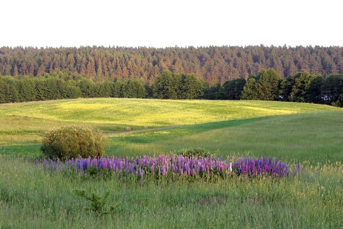 Savaitgalį – giedresnis dangus ir šilumos pliūpsnis