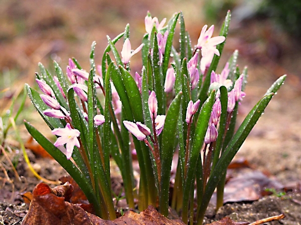 Atkeliauja krituliai: šiltojo pavasario dar teks palaukti iki savaitgalio