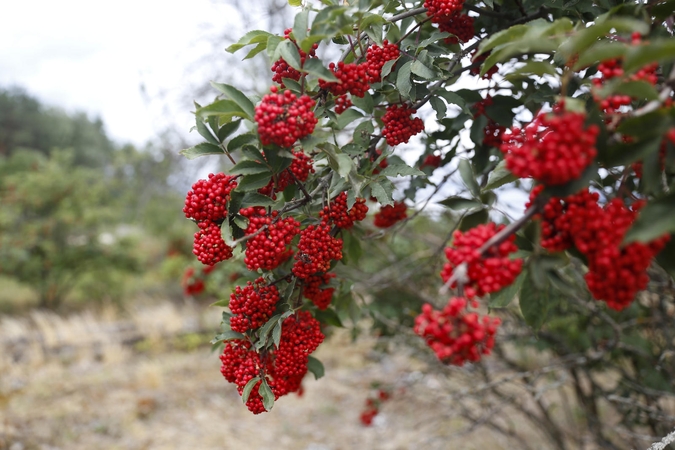 Oras turėtų taisytis: po vėsios savaitės pradžios – šiltos permainos