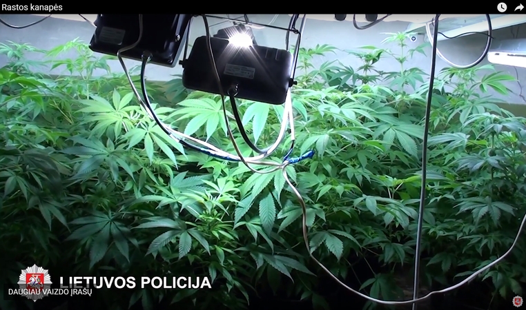 Po namu aptiko kanapių plantaciją