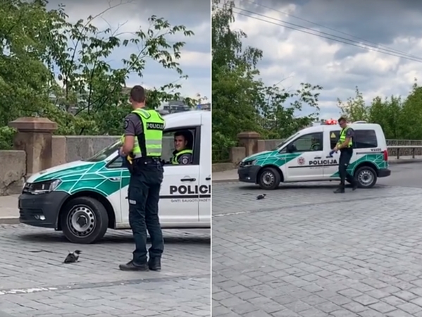 Pagarba policininkams: dėl sužaloto varniuko blokavo net eismo juostą