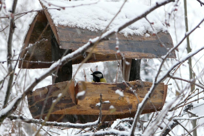 Orai: lengvas šaltukas išsilaikys neilgai