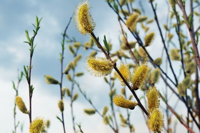 Orai: mėgautis pavasarine šiluma ir saule trukdys rūkas