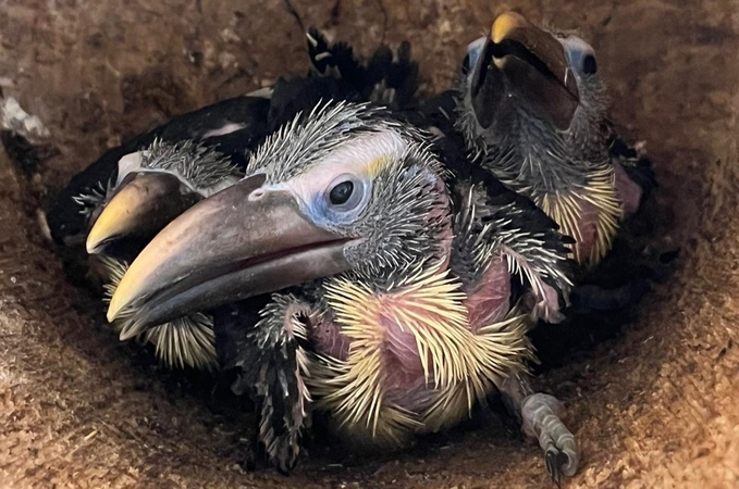 Panašumas: Niukvėjaus zoologijos sode, Anglijoje, tik iš kiaušinių išsiritę tukanų jaunikliai buvo labai panašūs į priešistorinius paukščius.