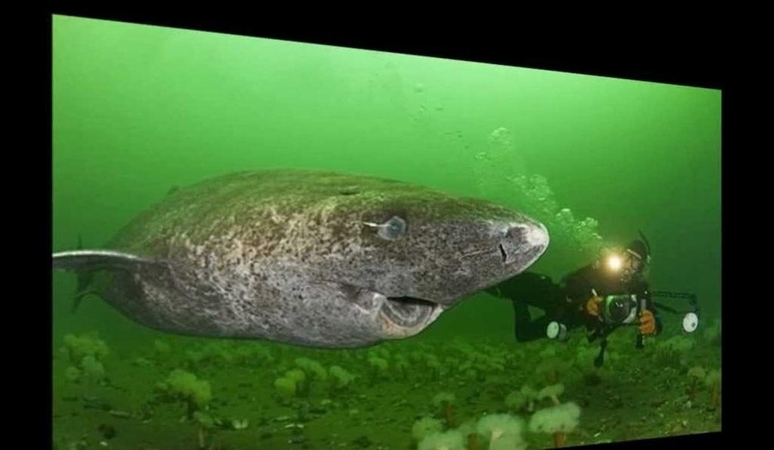 Arktiniai rykliai gali gyventi iki 400 metų