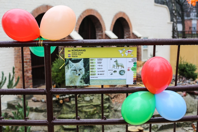 Zoologijos sode lapės jau dūksta naujuose namuose