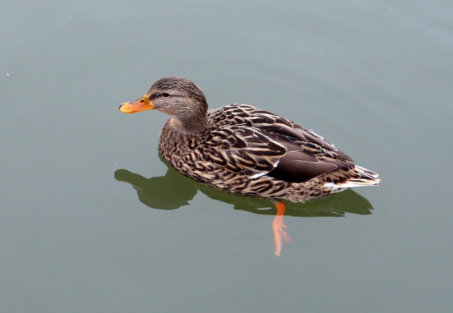 Įspėja: vandens telkiniuose dažnos antys, gamtininkai primena, kad jas šerti – draudžiama.