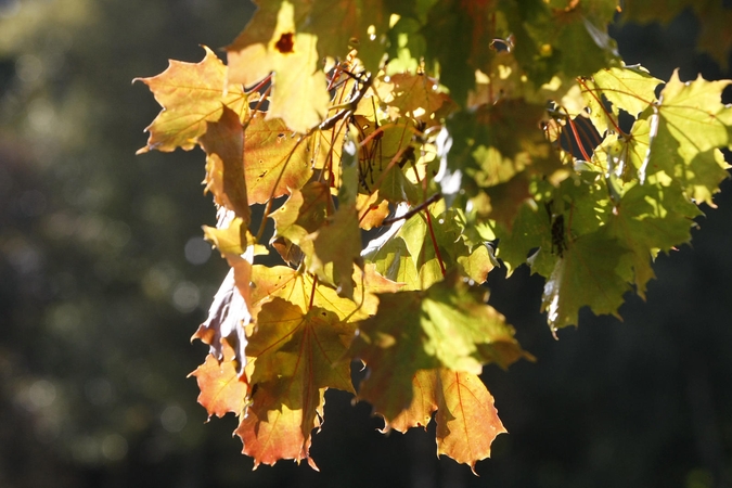 Spalvos: kitą savaitę klaipėdiečiai galės leisti laiką gamtoje, vyraus šilti orai.