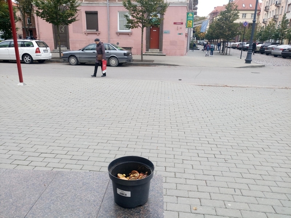 Versija: panašu, kad slidokai buvo rinkti Smiltynės miškuose.