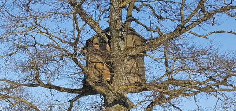Sulapojus: ąžuole sukaltą namelį vasarą pro lapus sunku pamatyti.