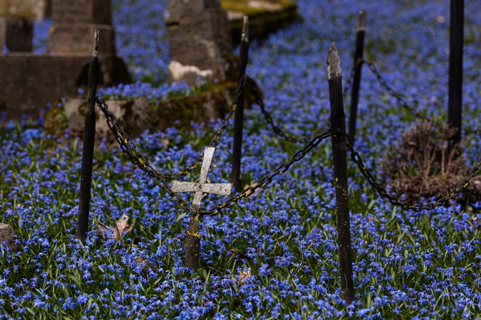 Vilniaus Bernardinų kapines užliejo mėlynuojančių scylių jūra