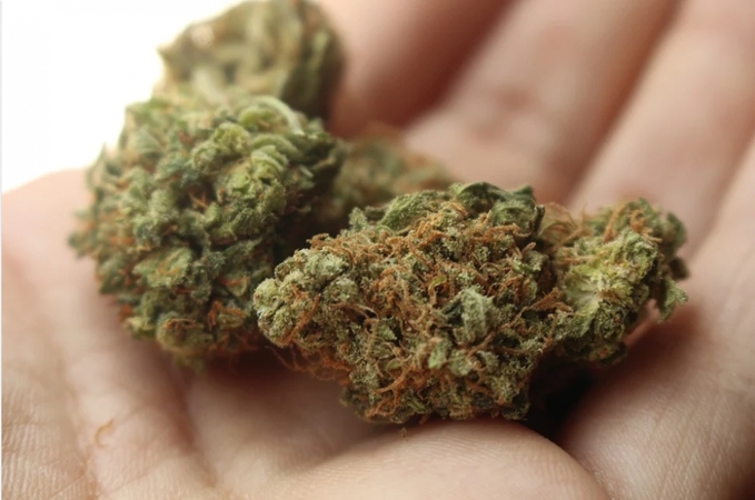 Bute Vilniuje rasta 120 gramų kanapių