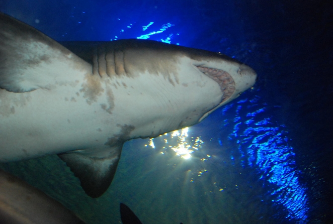 Majamio uoste konfiskuota daugiau nei 600 kg džiovintų ryklio pelekų 